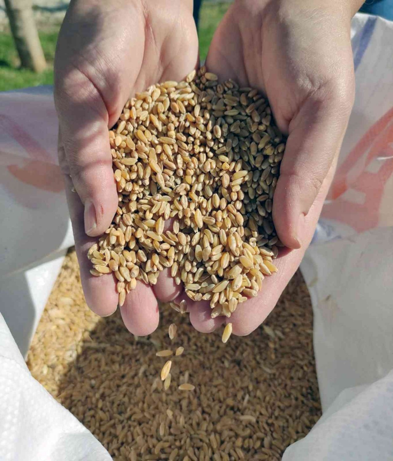 Menteşe Belediyesi ‘Tohum Bankası’ kuruyor