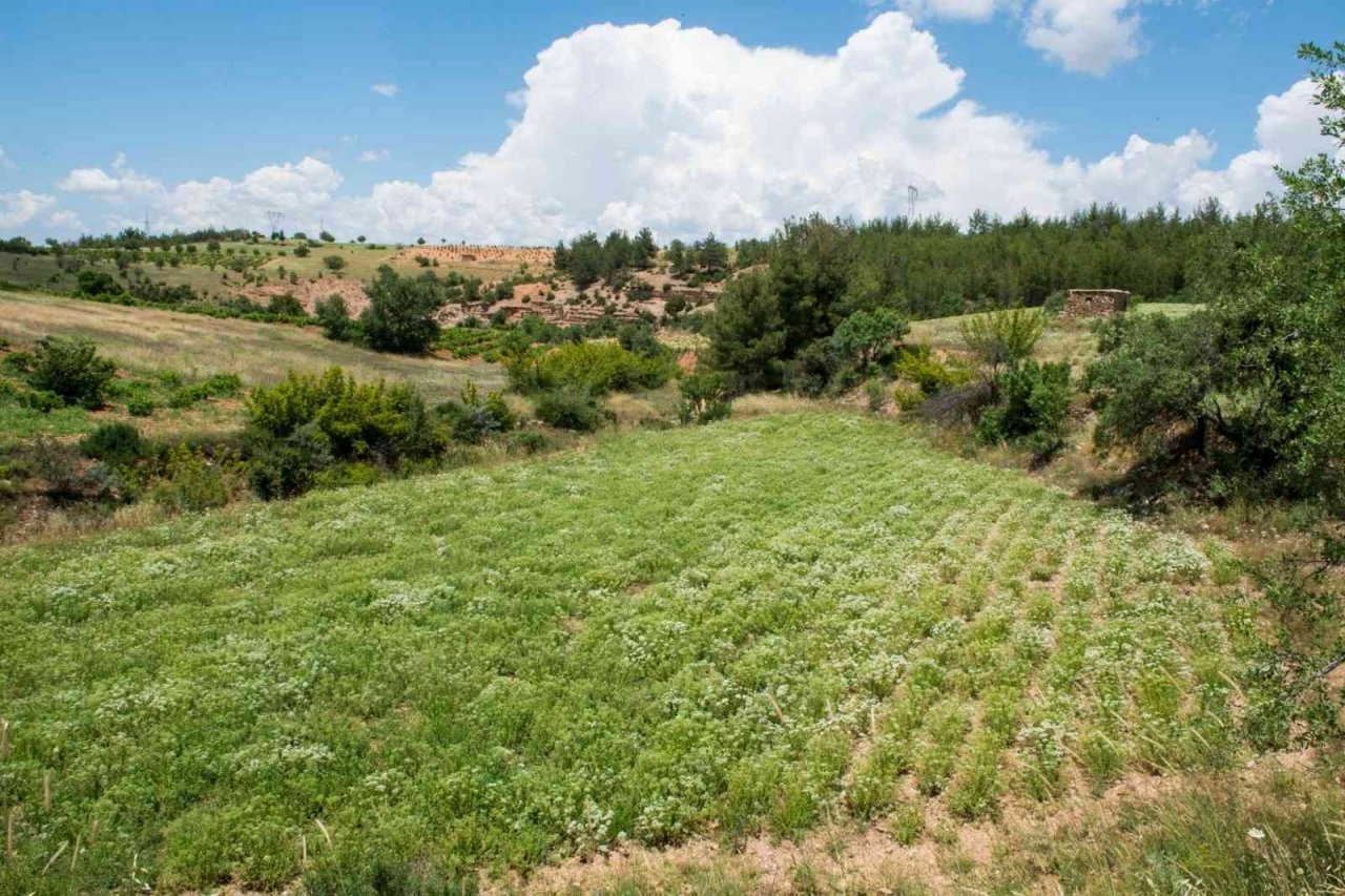 Denizli kekikten 66 milyon dolar ihracat geliri elde etti