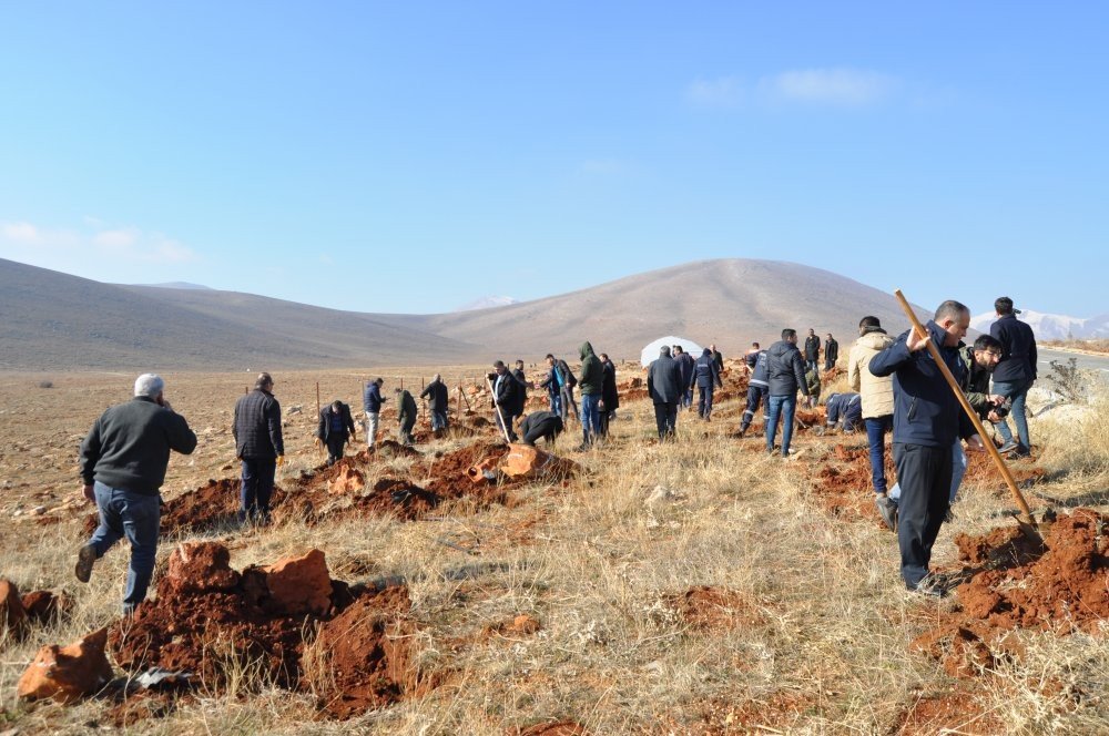 Hedef arıcılıkta verimi artırmak: Lavanta tarlasına bin adet alıç fidanı dikildi