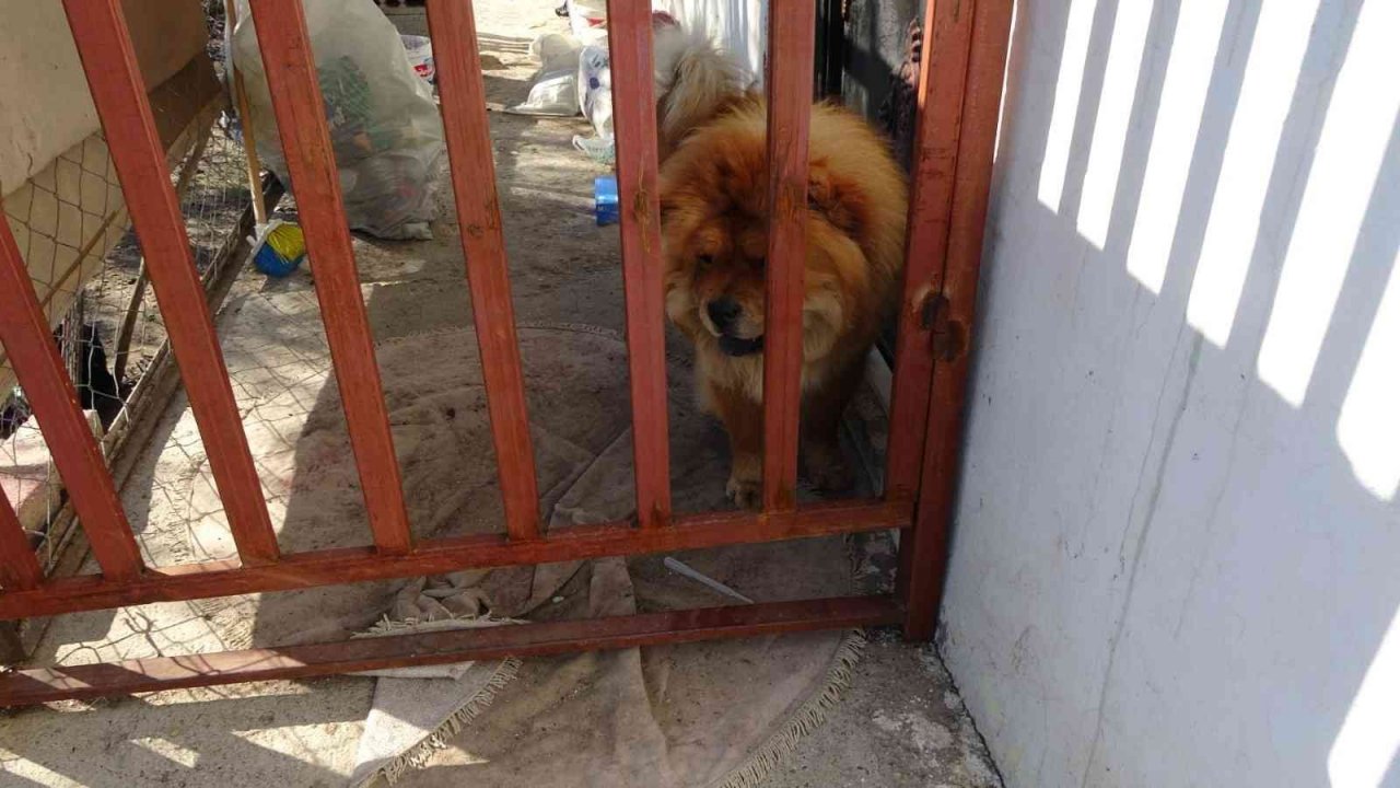 Şüpheli ölüme giden Jandarma, evde Skunk serasıyla karşılaştı