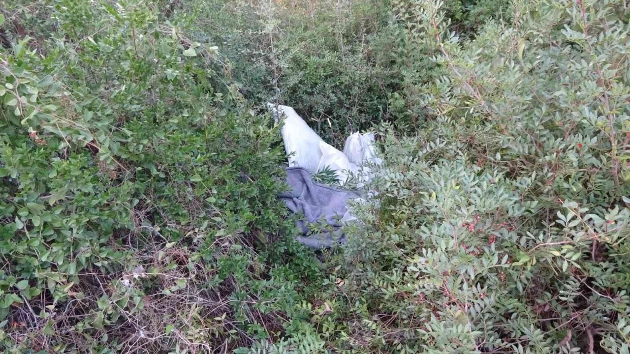 Şüpheli ölüme giden Jandarma, evde Skunk serasıyla karşılaştı