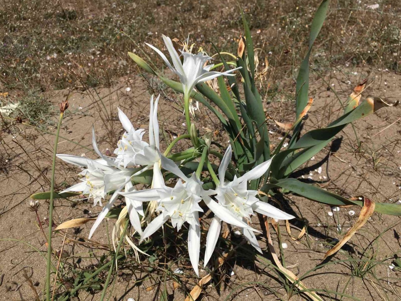 ‘Kum Zambakları’yla hem doğaya hem sanata katkı