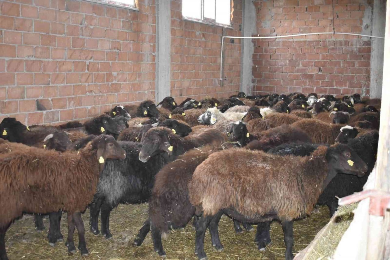 Bayburt’ta devlet desteğiyle koyun varlığı artıyor