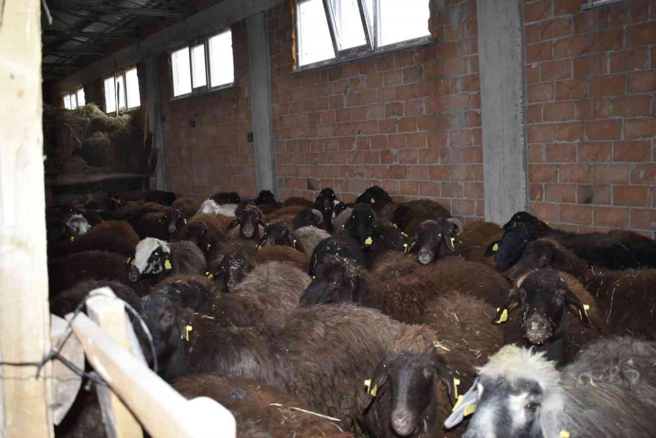 Bayburt’ta devlet desteğiyle koyun varlığı artıyor