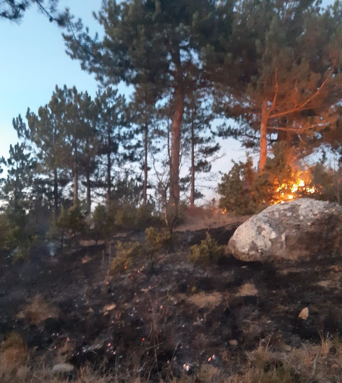 Bolu’da orman yangını