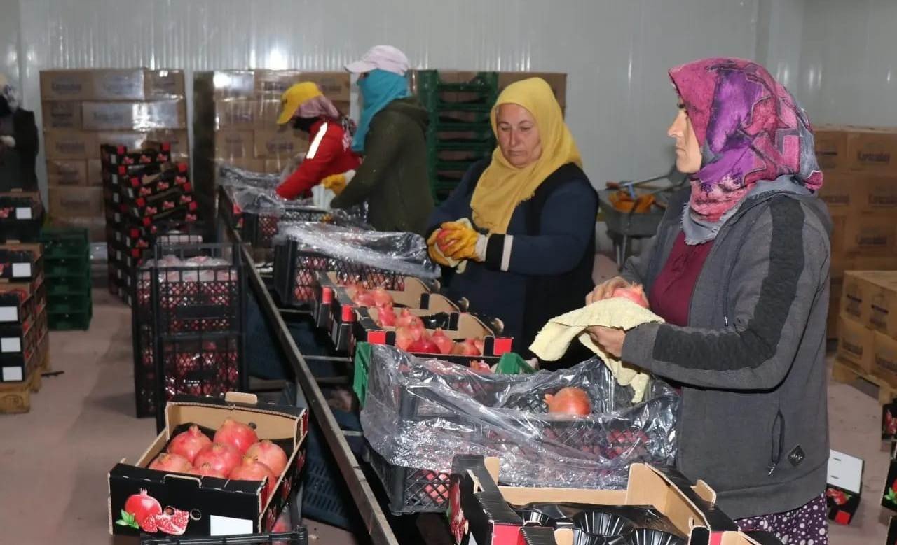 Bozova üretilen narlar Avrupa’ya ihraç ediliyor