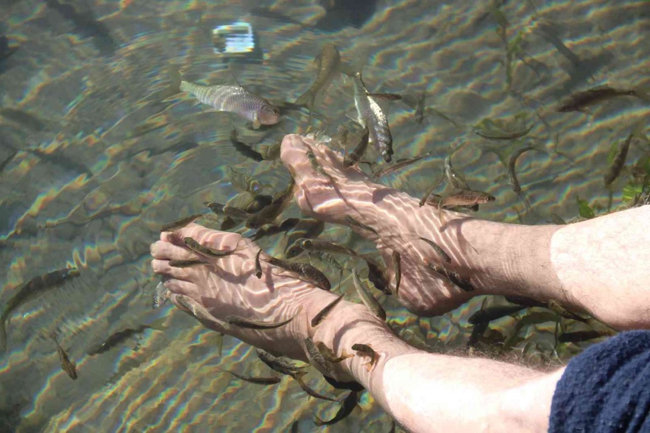 Dünyaca ünlü doktor balıklar yok olma tehdidi altında