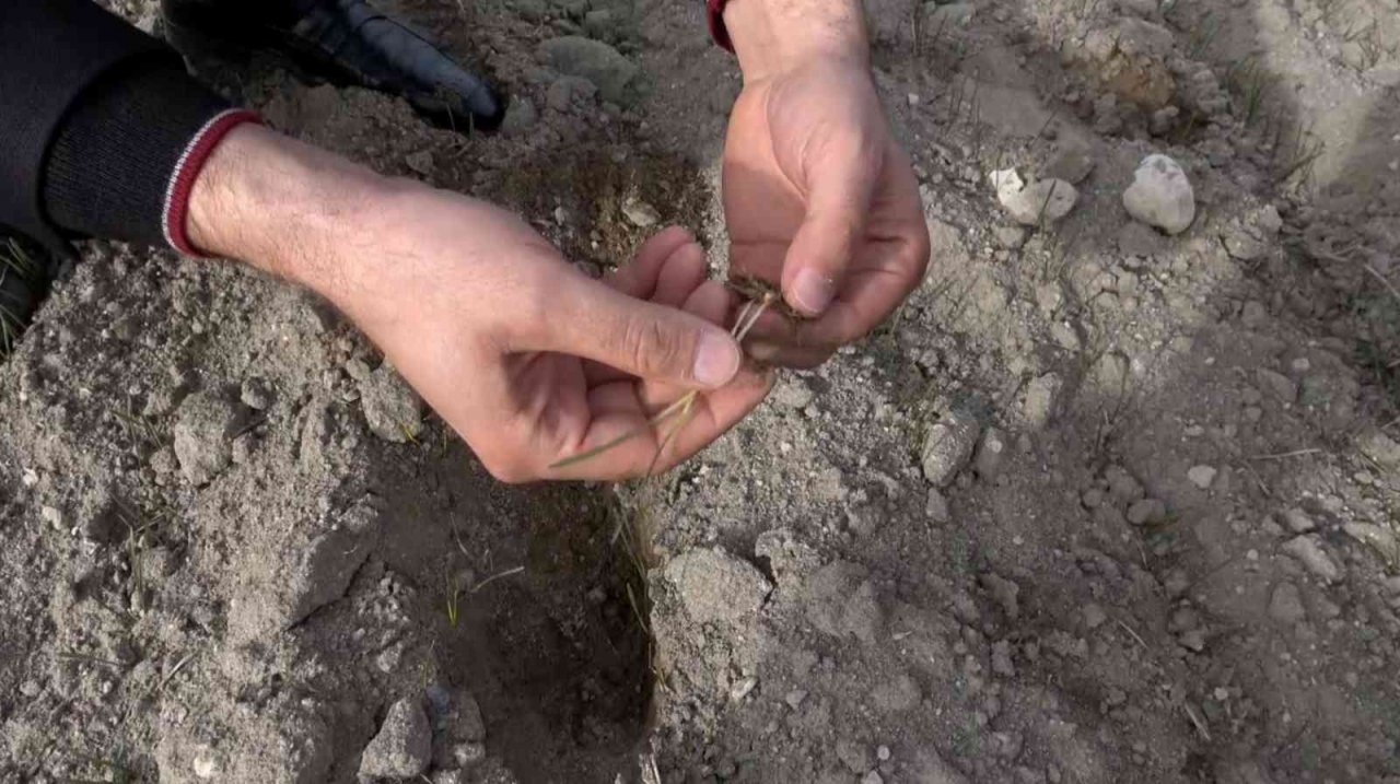 Yağışların yüzde 50 azaldığı Aksaray’da kuraklık çanları çalıyor