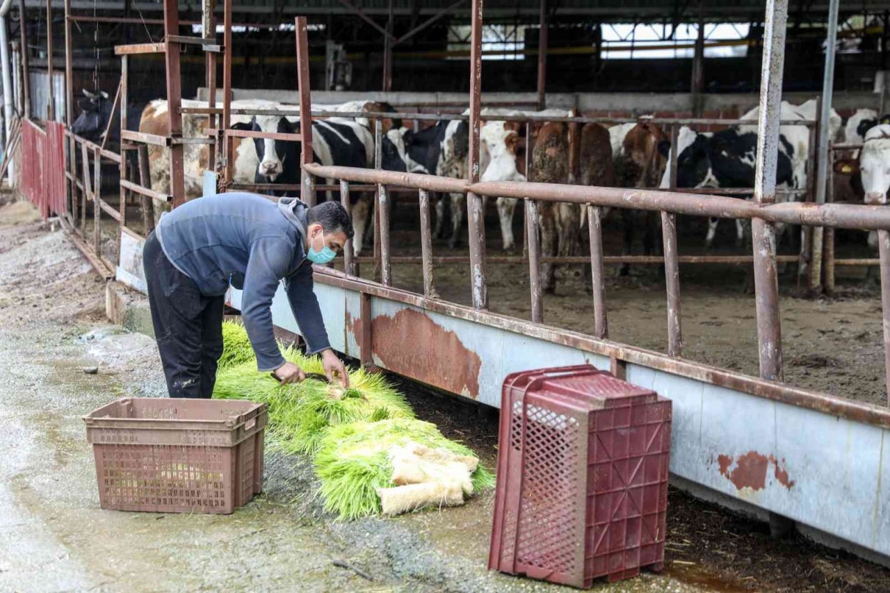 Buca’da günde 5 ton hasıl yem üretimi