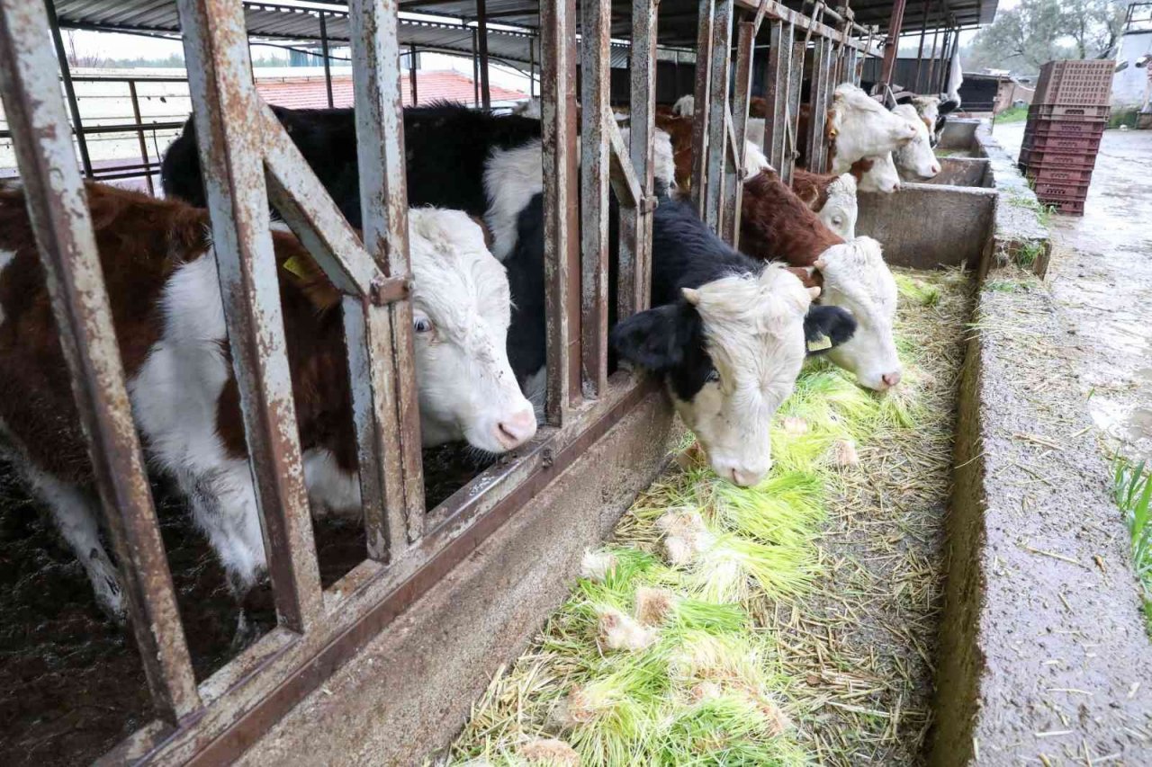 Buca’da günde 5 ton hasıl yem üretimi