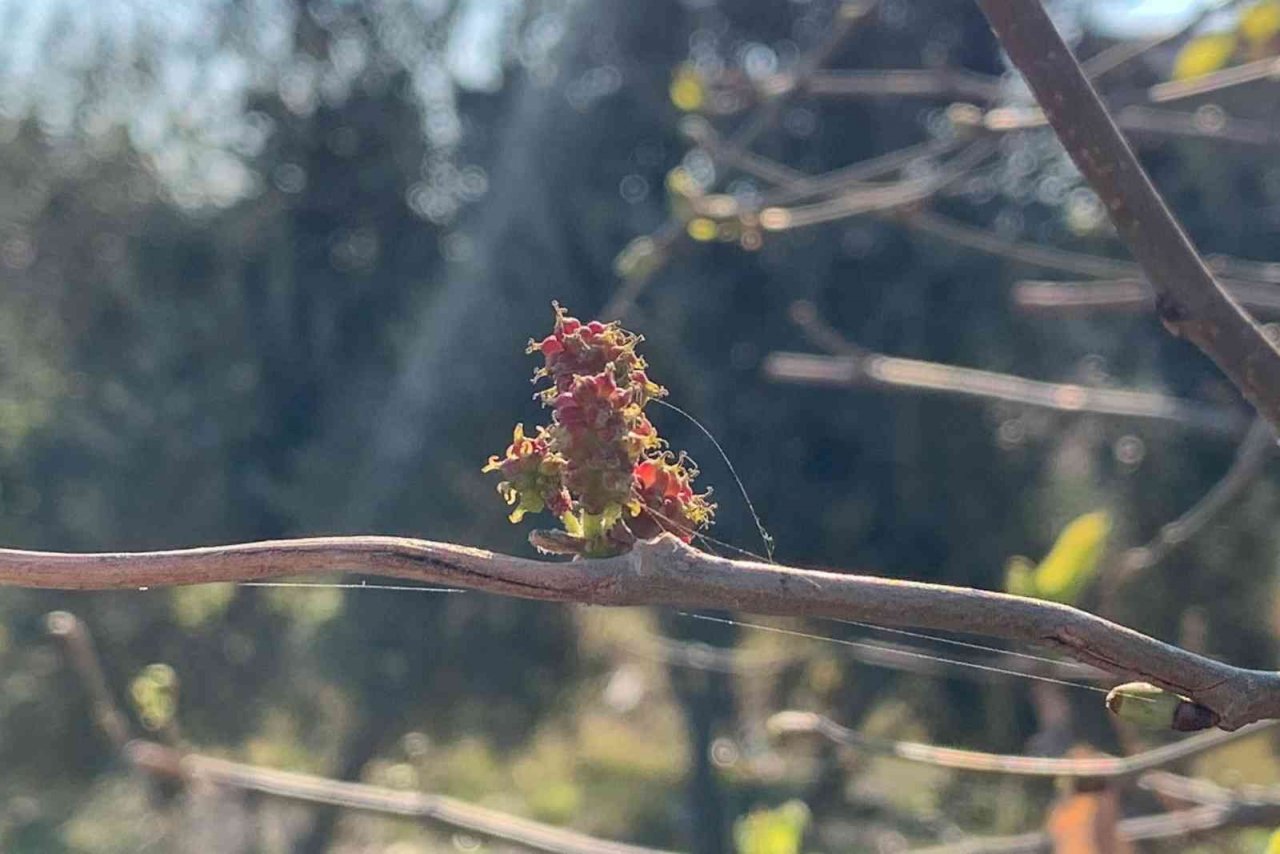 Dut ağacı kış mevsiminde meyve verdi