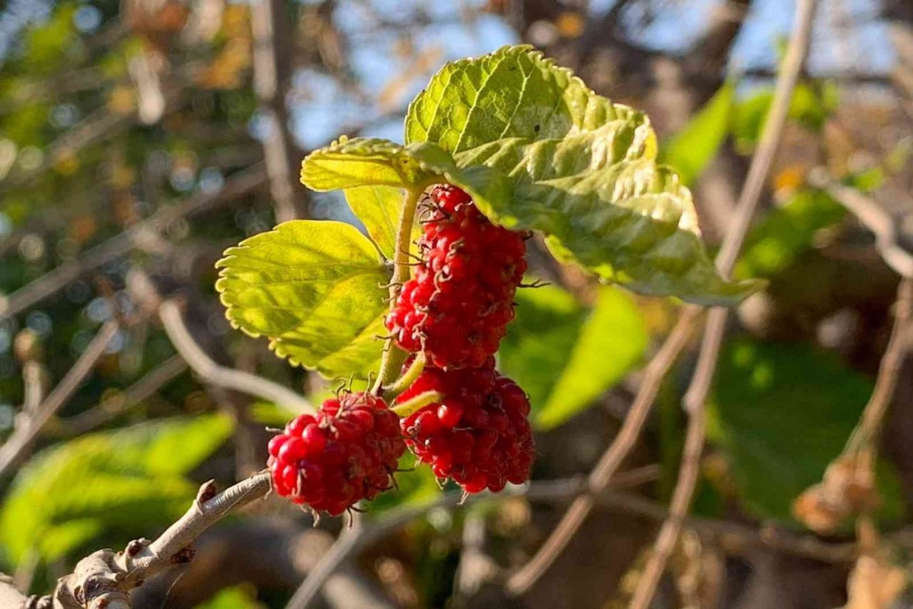 Dut ağacı kış mevsiminde meyve verdi