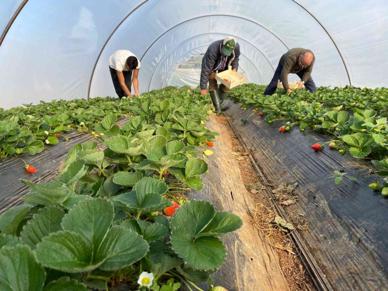Kırmızı elmas ‘çilek’ seralarında hasat telaşı