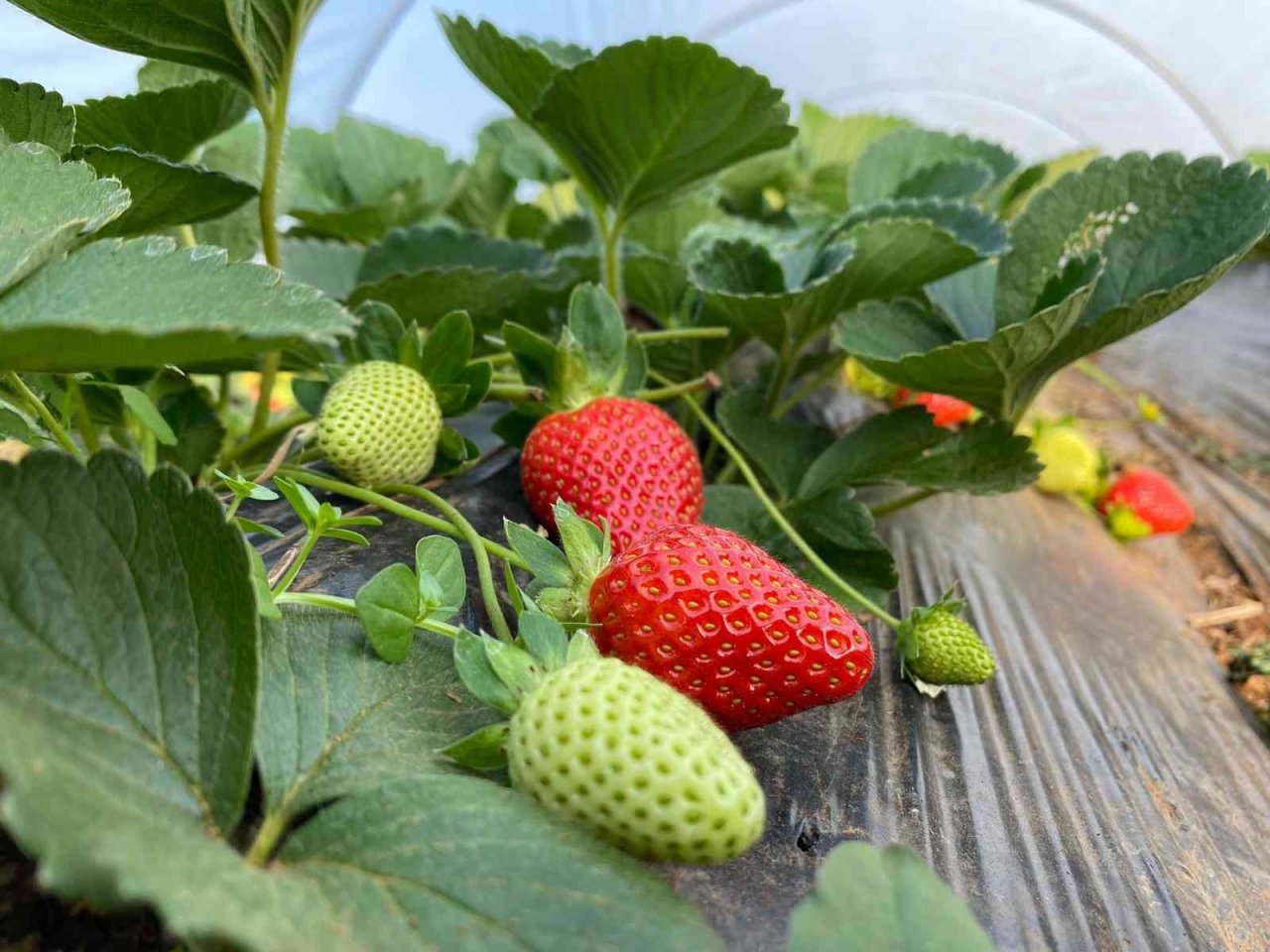 Kırmızı elmas ‘çilek’ seralarında hasat telaşı