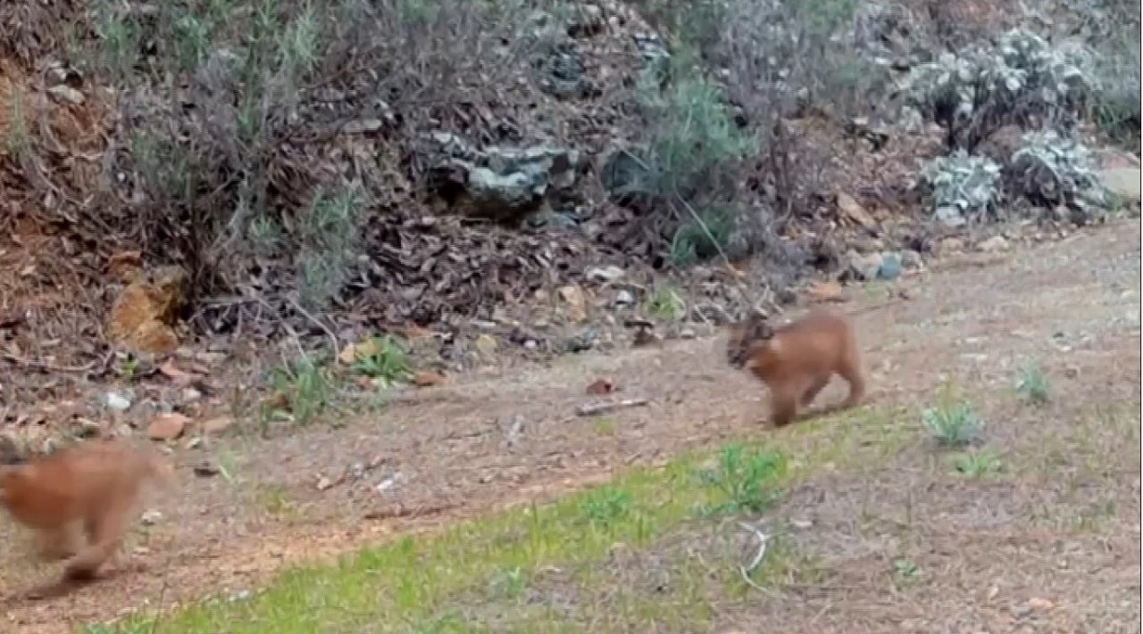 Muğla’da nesli tükenmekte olan karakulaklar fotokapan ile görüntülendi