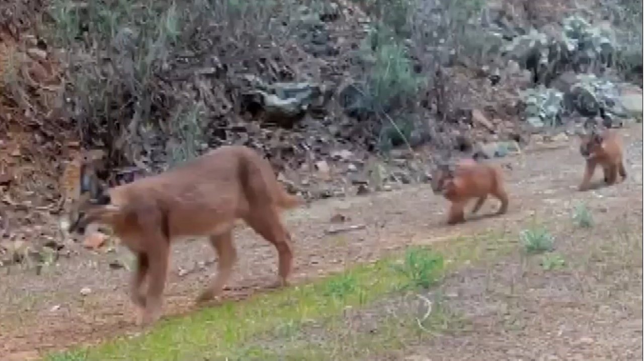 Muğla’da nesli tükenmekte olan karakulaklar fotokapan ile görüntülendi