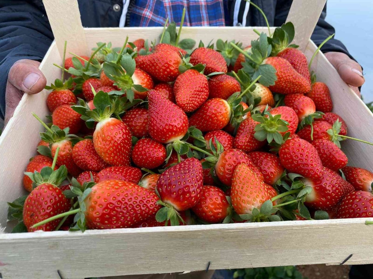 Kırmızı elmas ‘çilek’ seralarında hasat telaşı