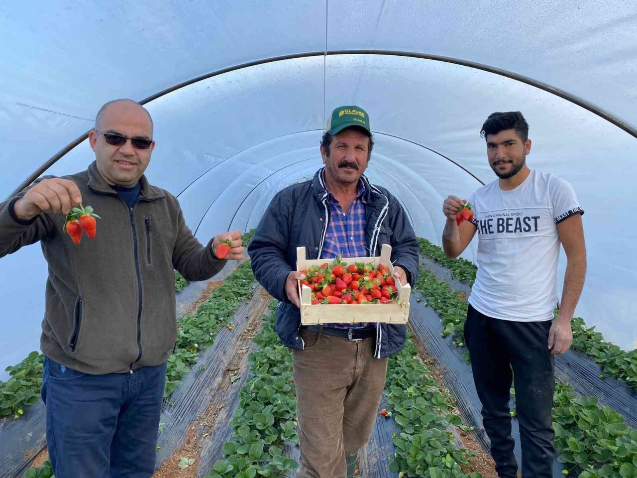 Kırmızı elmas ‘çilek’ seralarında hasat telaşı