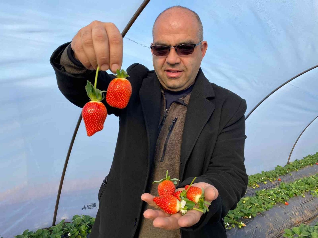 Kırmızı elmas ‘çilek’ seralarında hasat telaşı