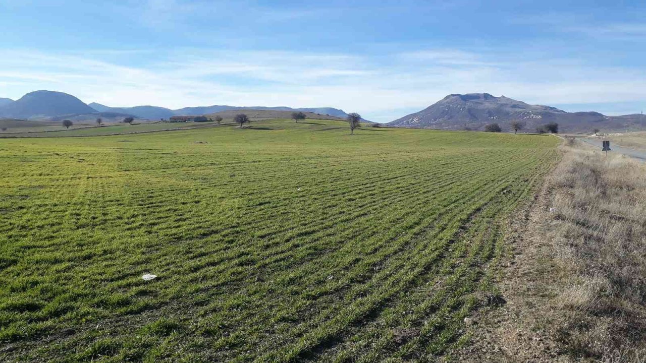 Hububatların gelişim durumu kontrol edildi