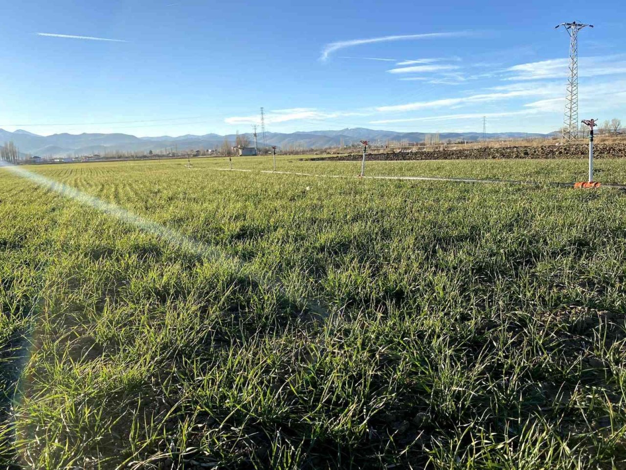 Hububatların gelişim durumu kontrol edildi