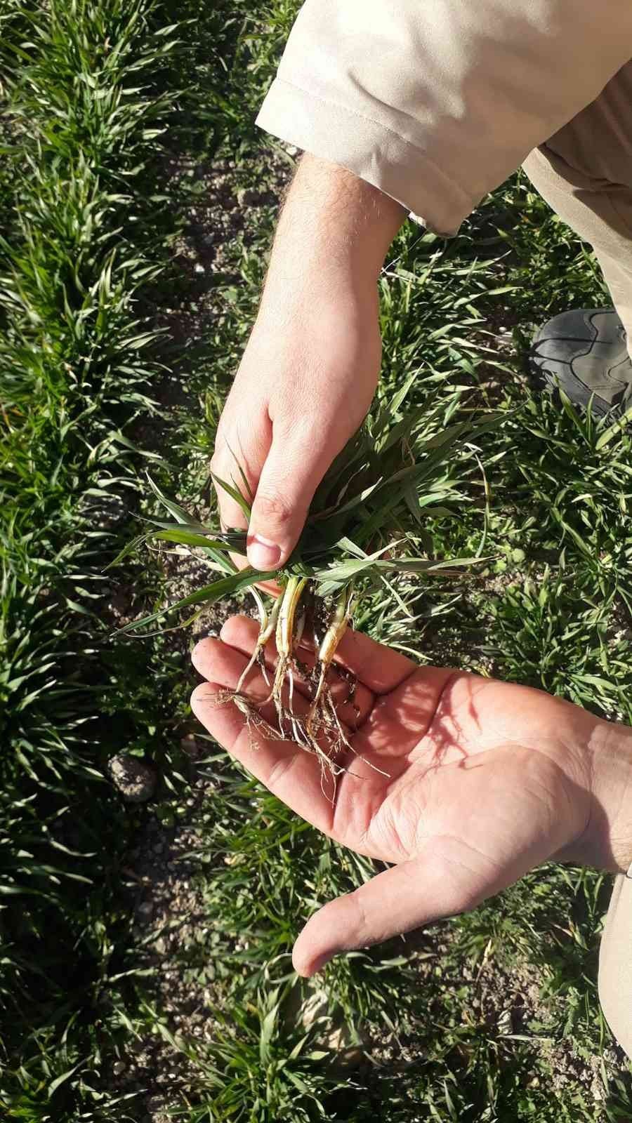Hububatların gelişim durumu kontrol edildi