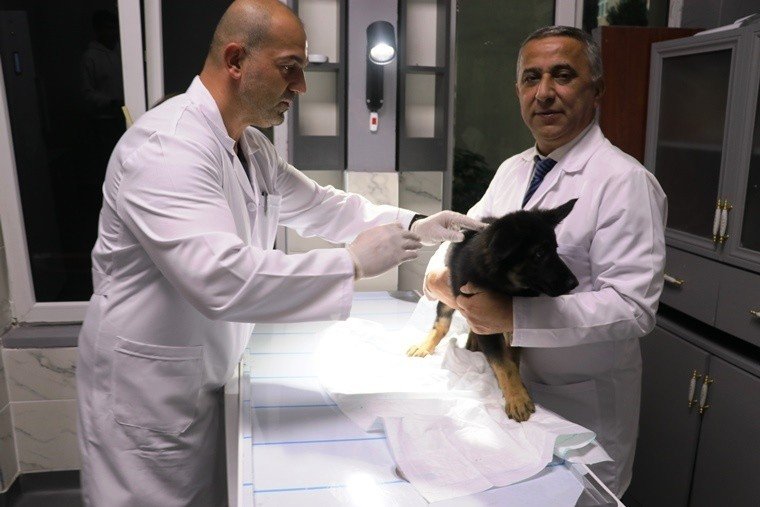 Samsun’da hayvancılığa 1,5 milyar TL’lik destek