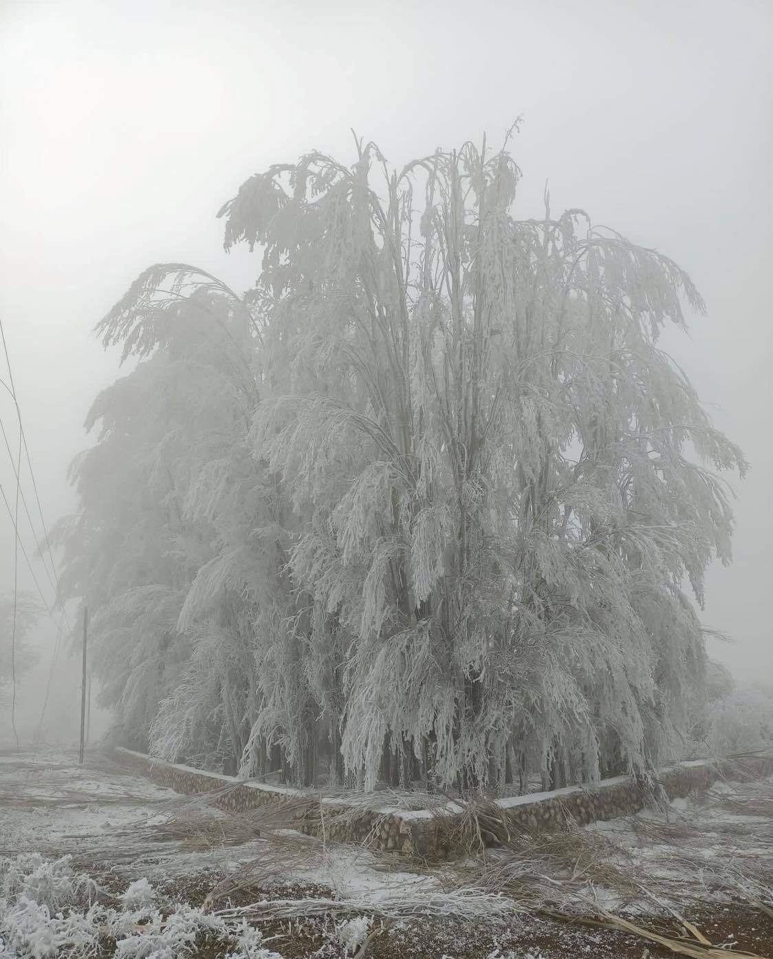 Darende’de kar beklenirken ağaçlar kırağı tuttu