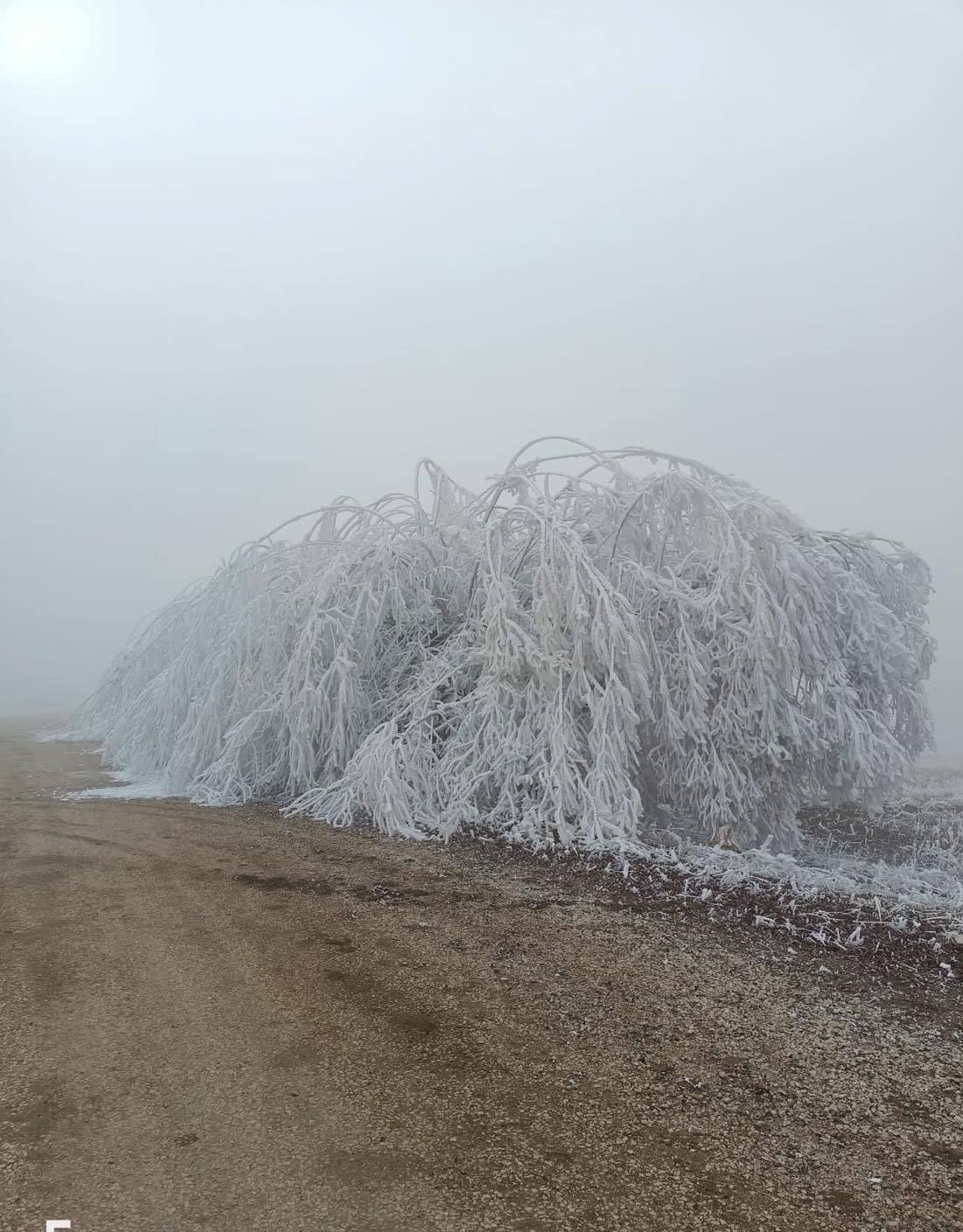 Darende’de kar beklenirken ağaçlar kırağı tuttu