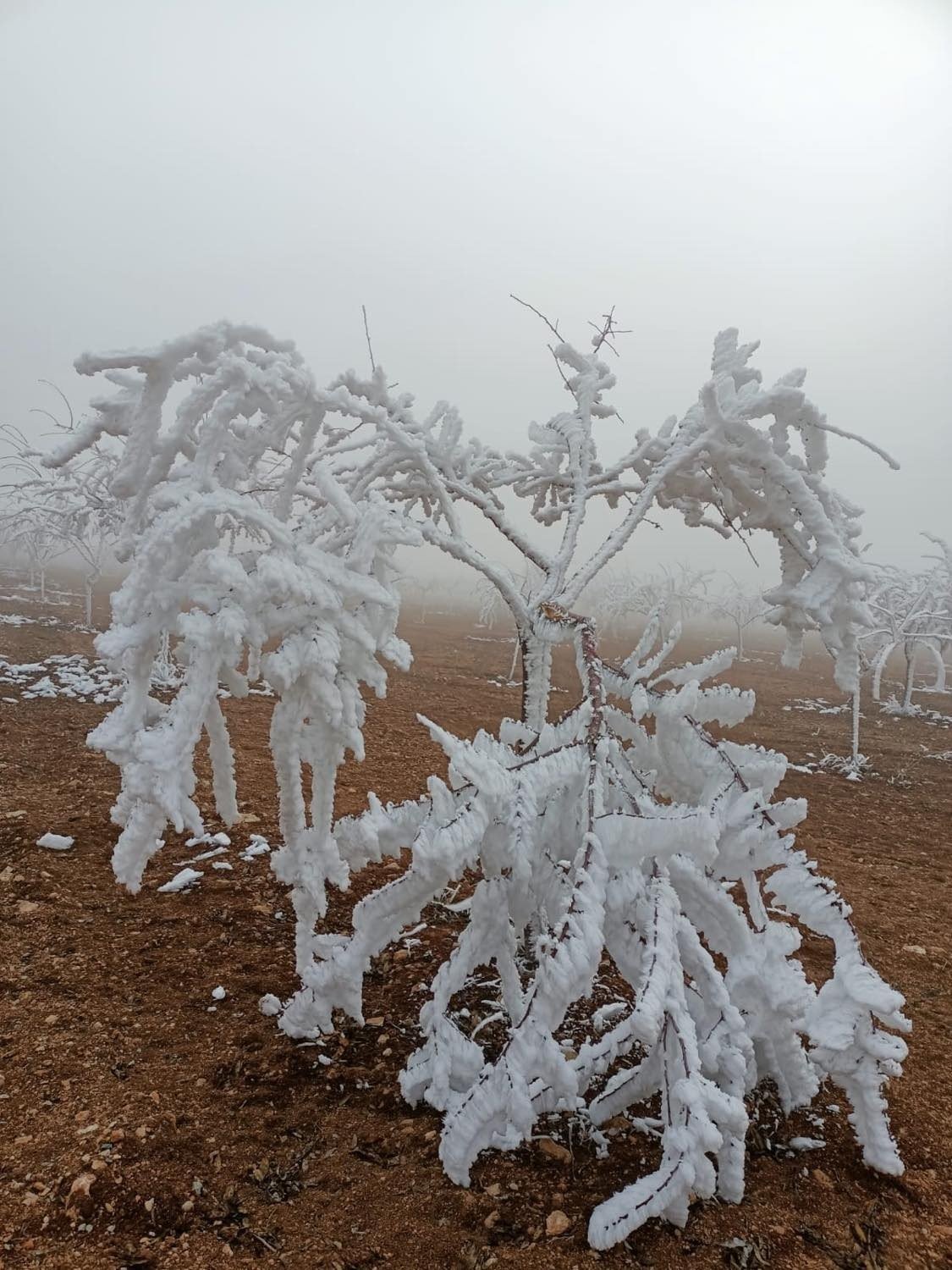 Darende’de kar beklenirken ağaçlar kırağı tuttu