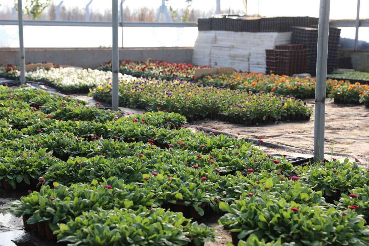 Efeler Belediyesi’nin yetiştirdiği çiçekler kenti süslüyor