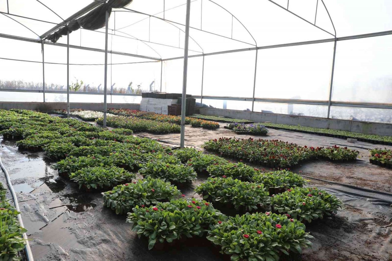 Efeler Belediyesi’nin yetiştirdiği çiçekler kenti süslüyor