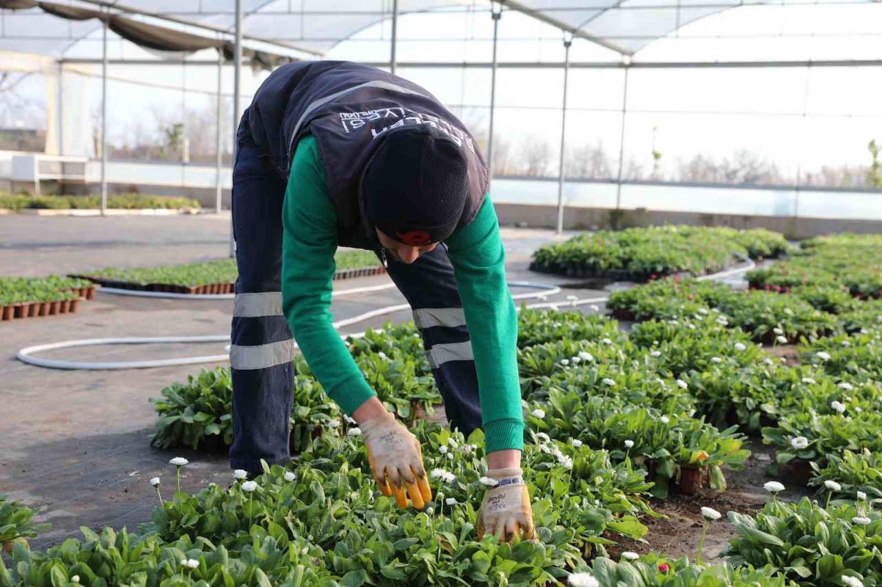 Efeler Belediyesi’nin yetiştirdiği çiçekler kenti süslüyor