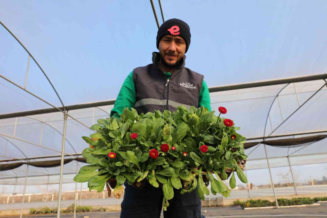 Efeler Belediyesi’nin yetiştirdiği çiçekler kenti süslüyor