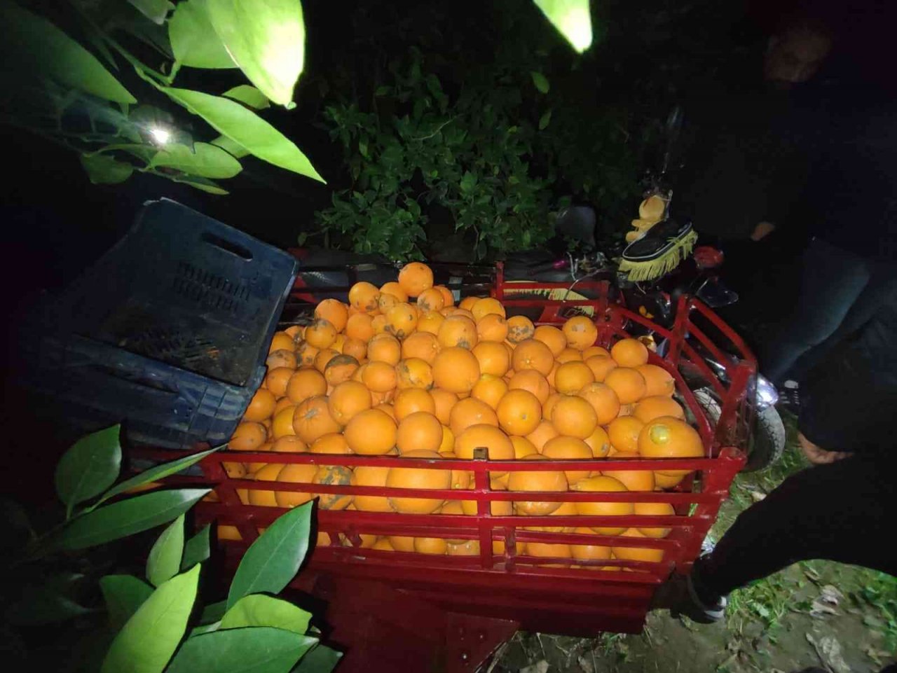 Yakalanacaklarını anlayınca narenciyelerle dolu araçlarını bırakıp kaçtılar