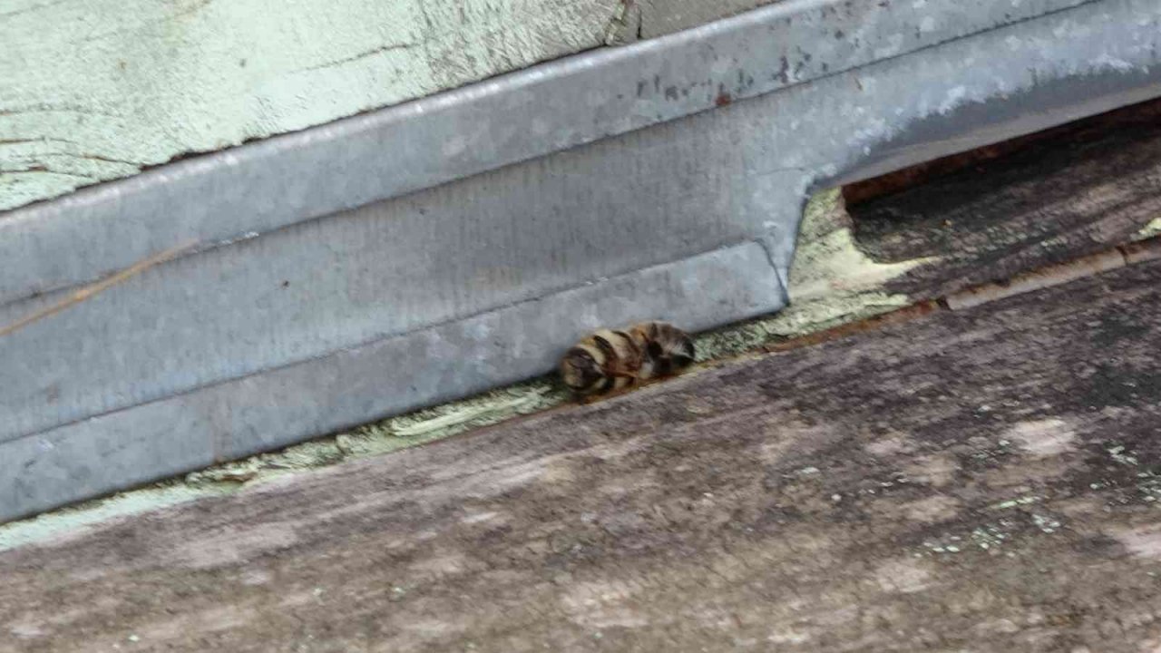 Küresel ısınma ’arıları’ da etkiledi: Uyuması gerekirken uçuyorlar