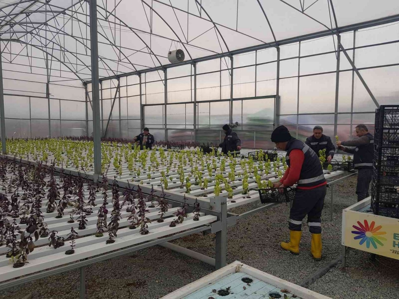 Akuaponik ve hidroponik seralarda üretilen fesleğenler şehri süsledi