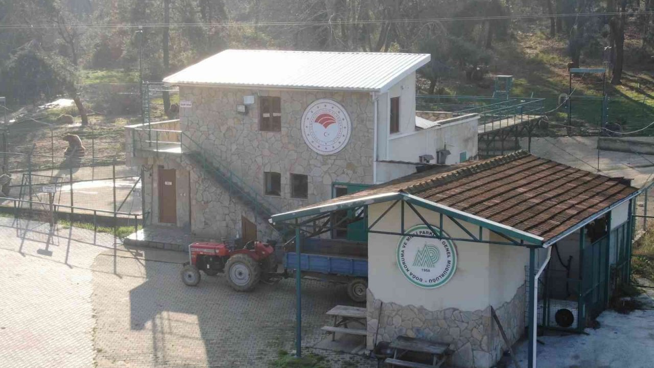 Felç olan ayı, tedaviyle ayağa kalktı