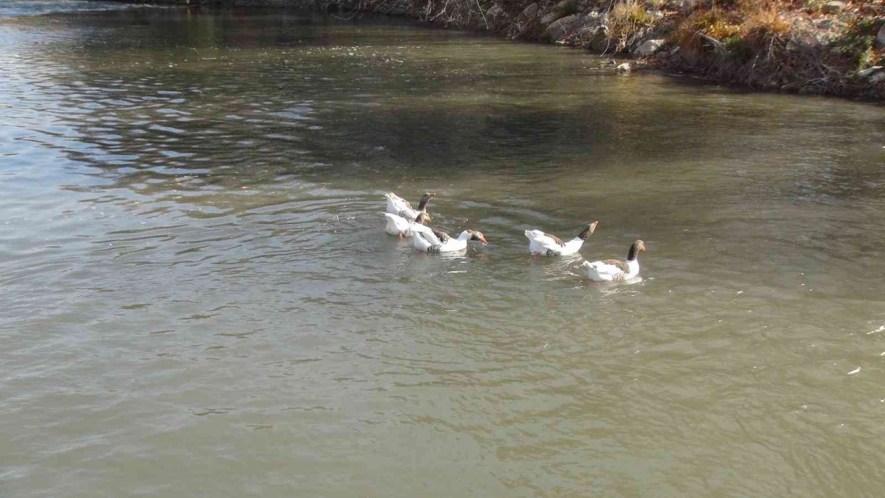 Göksu Nehri yeniden siyah akmaya başladı