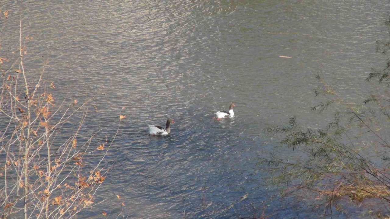 Göksu Nehri yeniden siyah akmaya başladı