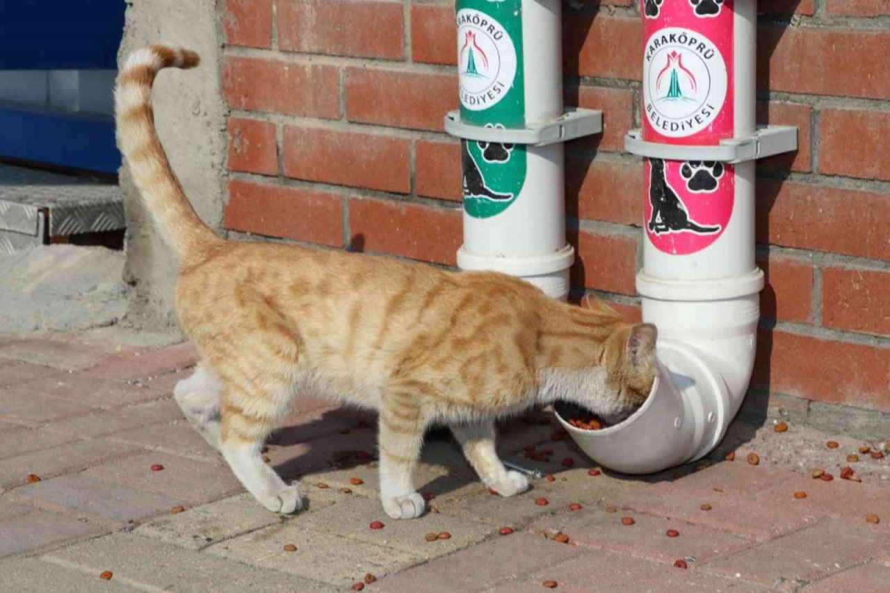 Karaköprü’de sokak hayvanları için dönüştürülmüş kaplar