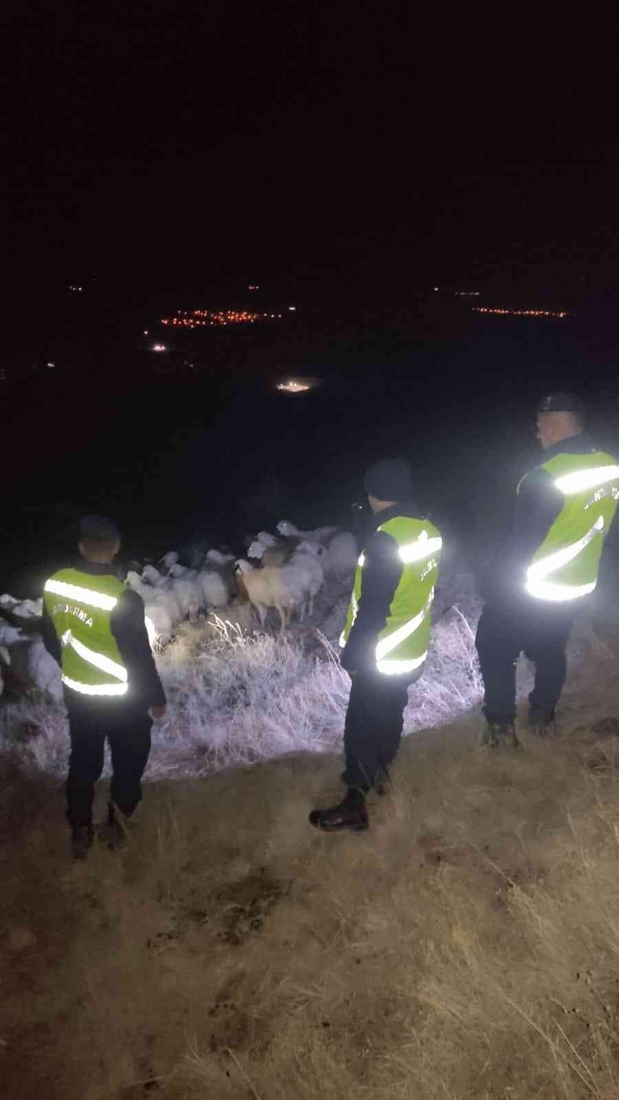 Jandarma kaybolan 45 küçükbaş hayvanı buldu
