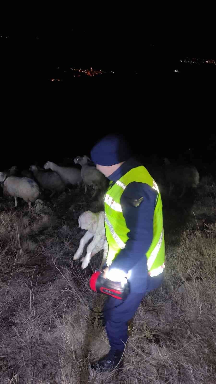 Jandarma kaybolan 45 küçükbaş hayvanı buldu