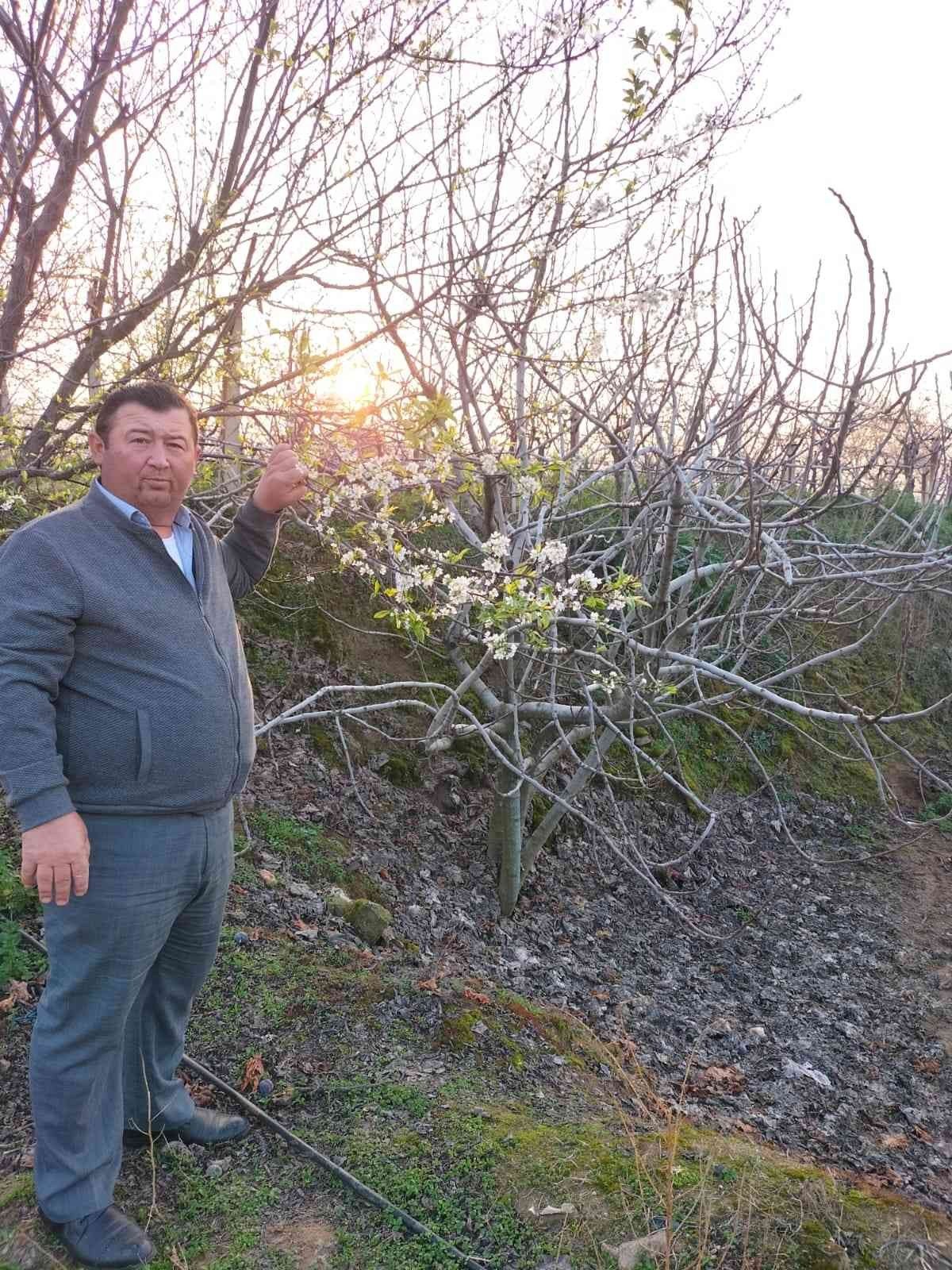 Yalancı bahar erik ağacına çiçek açtırdı