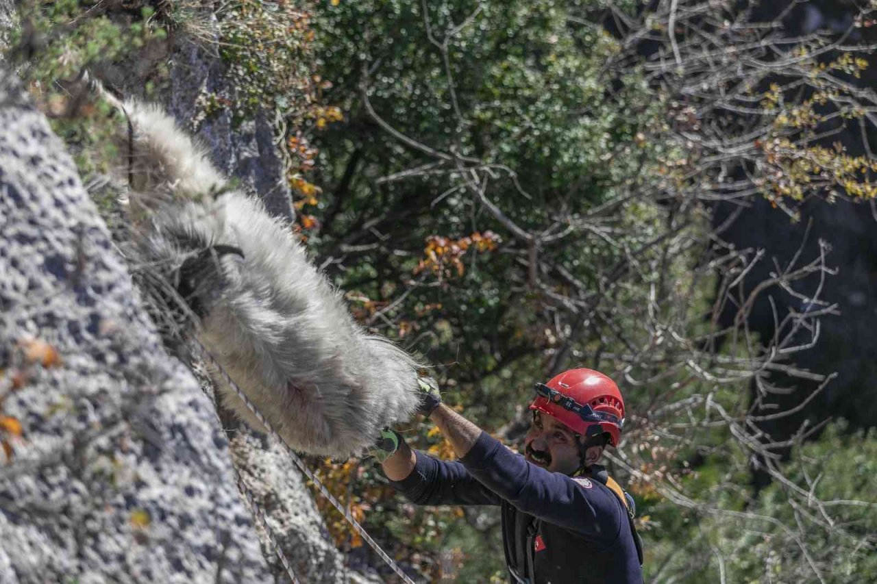 Mahsur kalan 3 keçiyi itfaiye kurtardı