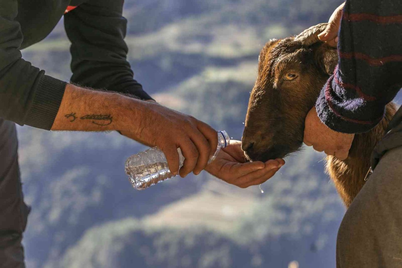 Mahsur kalan 3 keçiyi itfaiye kurtardı