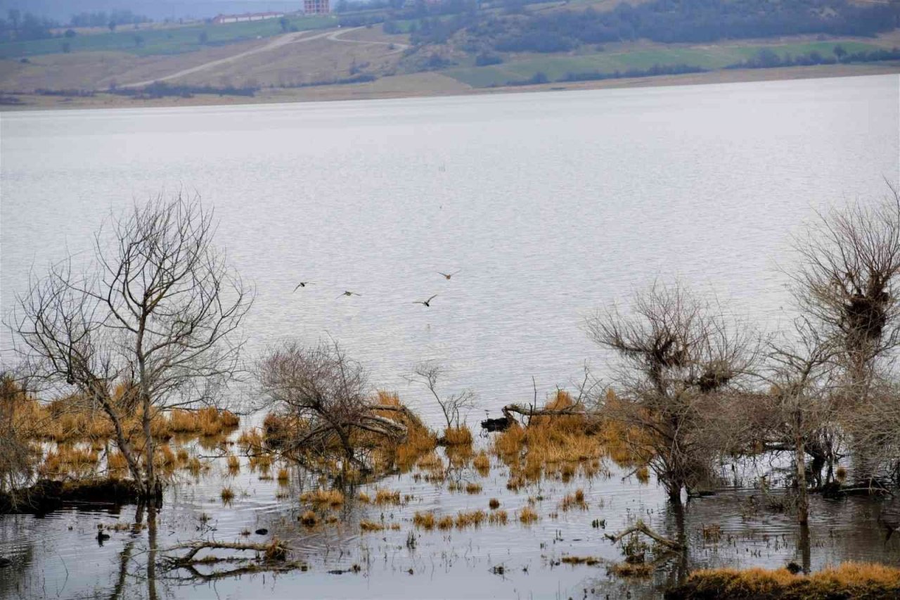 Ladik Gölü’nde yiyecek bulmakta zorlanan canlılara yem
