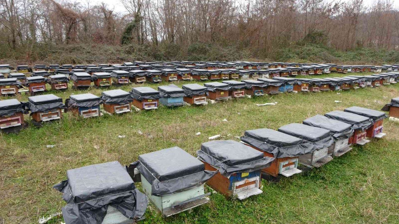 Küresel ısınma ’arıları’ da etkiledi: Uyuması gerekirken uçuyorlar