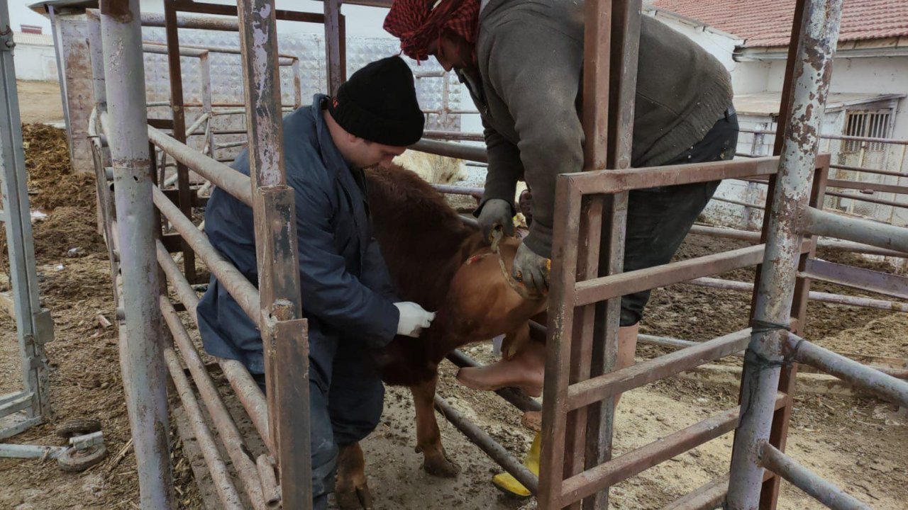 Afyonkarahisar’a ithal getirilen besilik sığırların sağlık kontrolü yapıldı