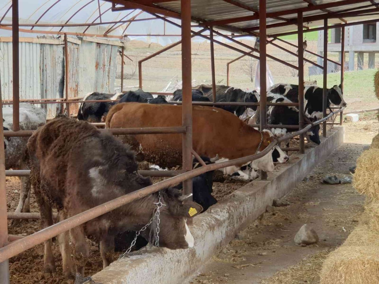 Denizli’de şap alarmı